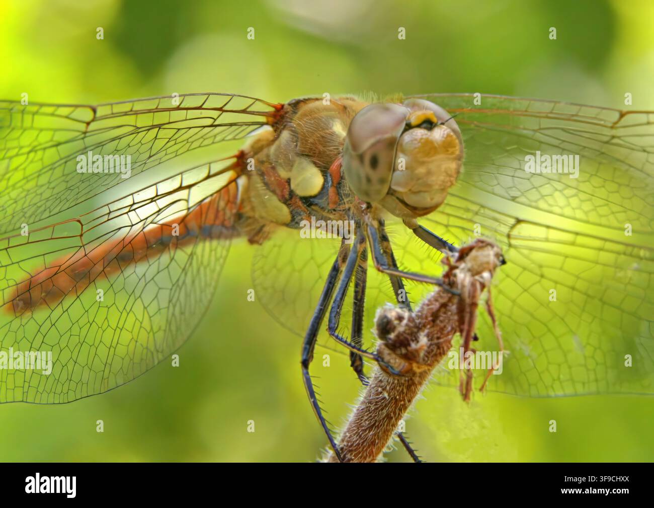 Nahaufnahme einer großen Gemeinen Smaragdlibelle Stockfoto