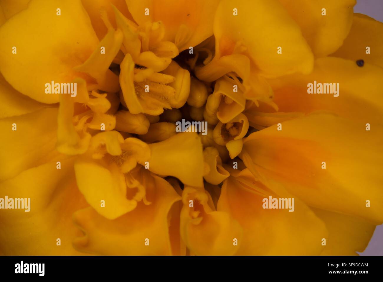 Buntes Blumenbeet im Siegener Schlossgarten in äußerster Nähe Stockfoto