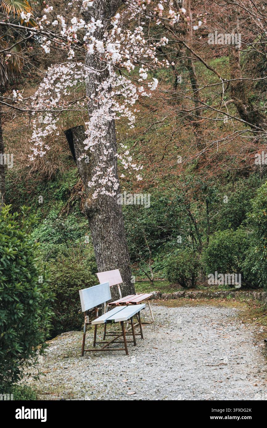 Leere zwei Holzbank unter einem Kirschblütenbaum, der in einem friedlichen Garten blüht Stockfoto
