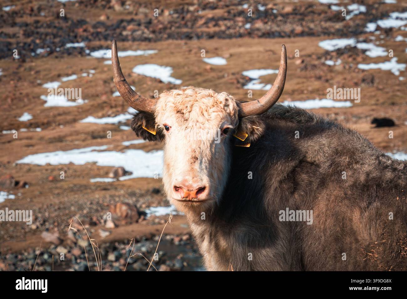 Porträt eines großen, flauschigen Yaks, der in einer rauen Hochlandlandschaft mit Schneeflecken in der herbstlichen Wildnis Zentralasiens in die Kamera starrt Stockfoto