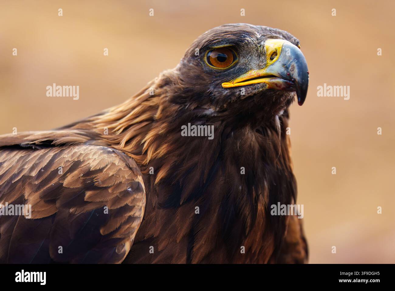 Nahaufnahme eines mächtigen Steinadlers mit lebhaftem bernsteinfarbenem Auge, scharfem Hakenschnabel und reichhaltiger brauner Federtextur vor warmem Bokeh-Hintergrund Stockfoto