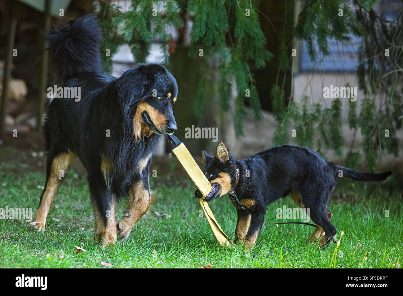 Erwachener Hovawart-Hund und weiblicher Böhmischer Schäferhund-Welpe spielen im Gras Tauziehen mit einem Beißschläuche, Haushund Canis lupus familiaris. Stockfoto