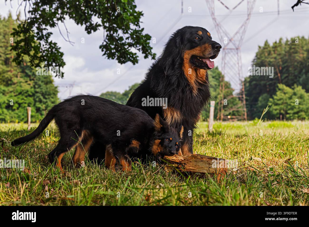 Erwachener Hovawart-Hund steht mit einem weiblichen Böhmischen Schäferhund-Welpen neben einem Holzstamm auf einer Wiese, Haushund Canis lupus familiaris. Stockfoto