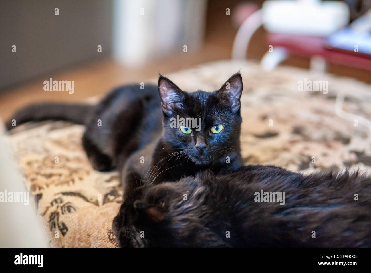 Schwarze Katzen ruhen auf einem gemusterten Teppich in einer gemütlichen Inneneinrichtung mit sanftem Licht und verschwommenen Hintergrundelementen Stockfoto