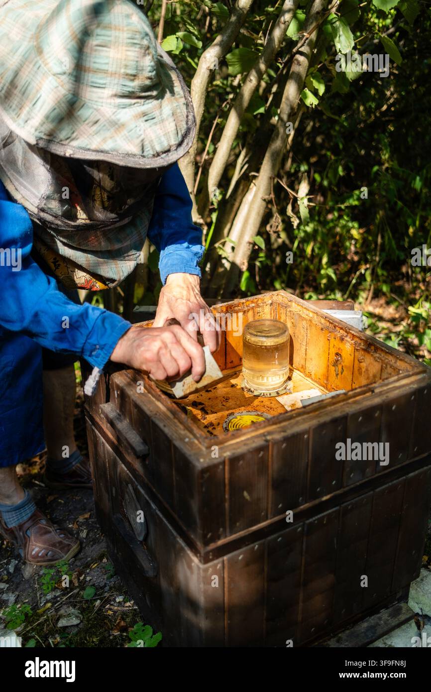 94-jähriger Rentner pflegt seinen Bienenstock in der ländlichen Polen Stockfoto