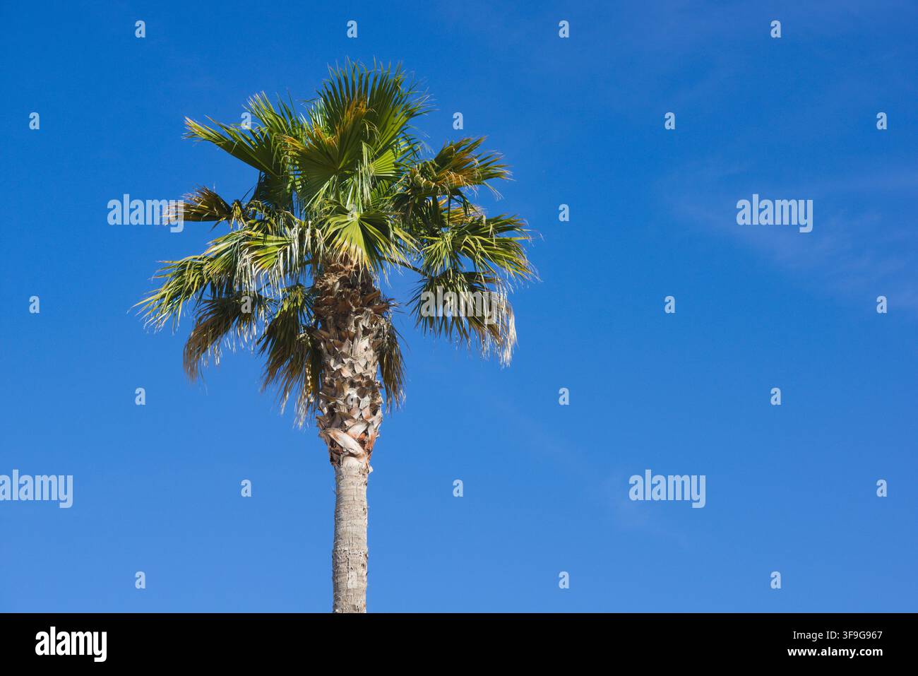 Eine hohe Palme steht vor einem klaren blauen Himmel in La Ciotat, Provence-Alpes-Côte d’Azur, Frankreich. Stockfoto