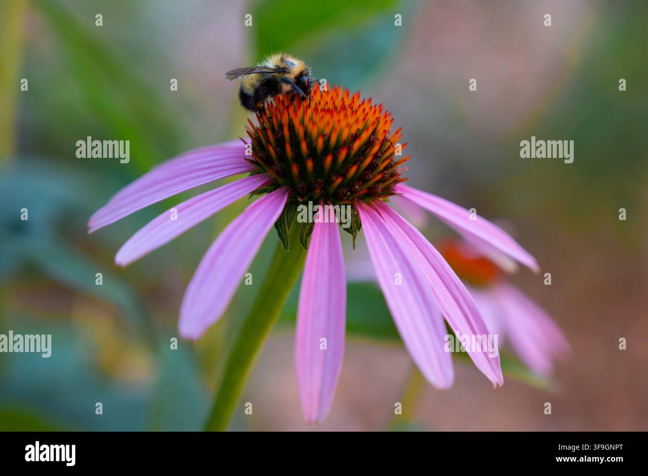 Nahaufnahme einer Hummel, die eine purpurrote Sonnenhutblume (Echinacea purpurea) in einem Sommergarten bestäubt, mit einem weichen verschwommenen Hintergrund. Stockfoto