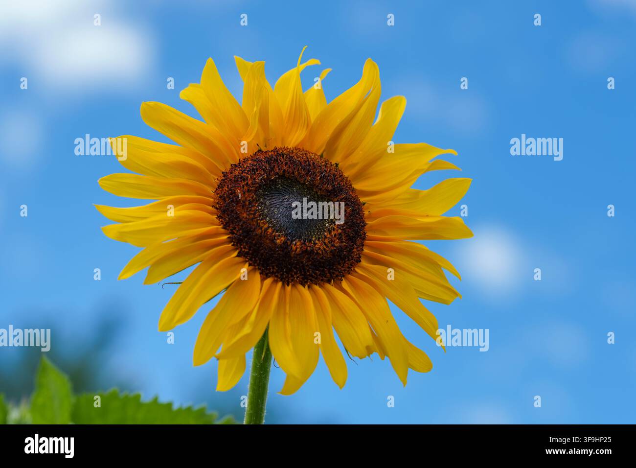 Gemeiner Sonnenblumenstrauch (Helianthus annuus) blüht vor einem blauen Sommerhimmel auf Carlson Orchards in Harvard, Massachusetts, USA. Stockfoto