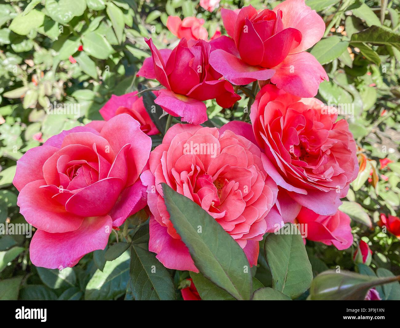Ein Büschel schöner rosa und pfirsichfarbener Rosen, die an einem Strauch in einem Garten blühen Stockfoto