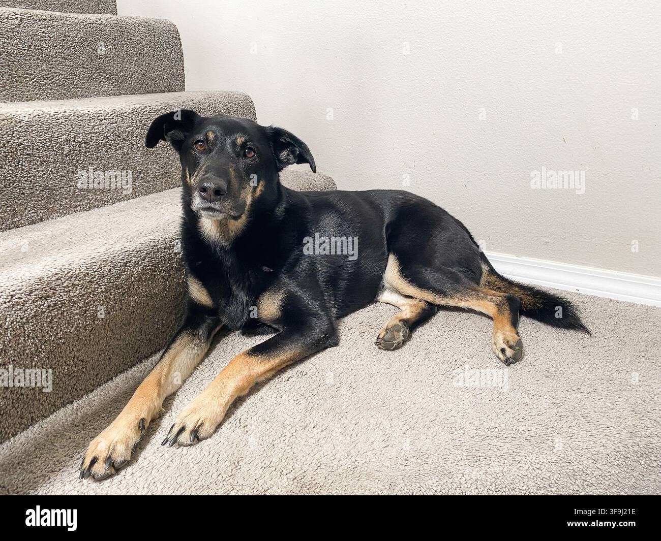 Ein schwarzbrauner Hund liegt auf Teppichstufen in einem Haus Stockfoto