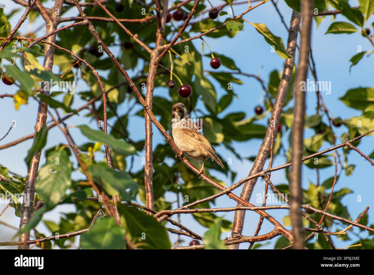 Eurasischer Baumspatz, der auf einem Kirschbaumzweig sitzt Stockfoto