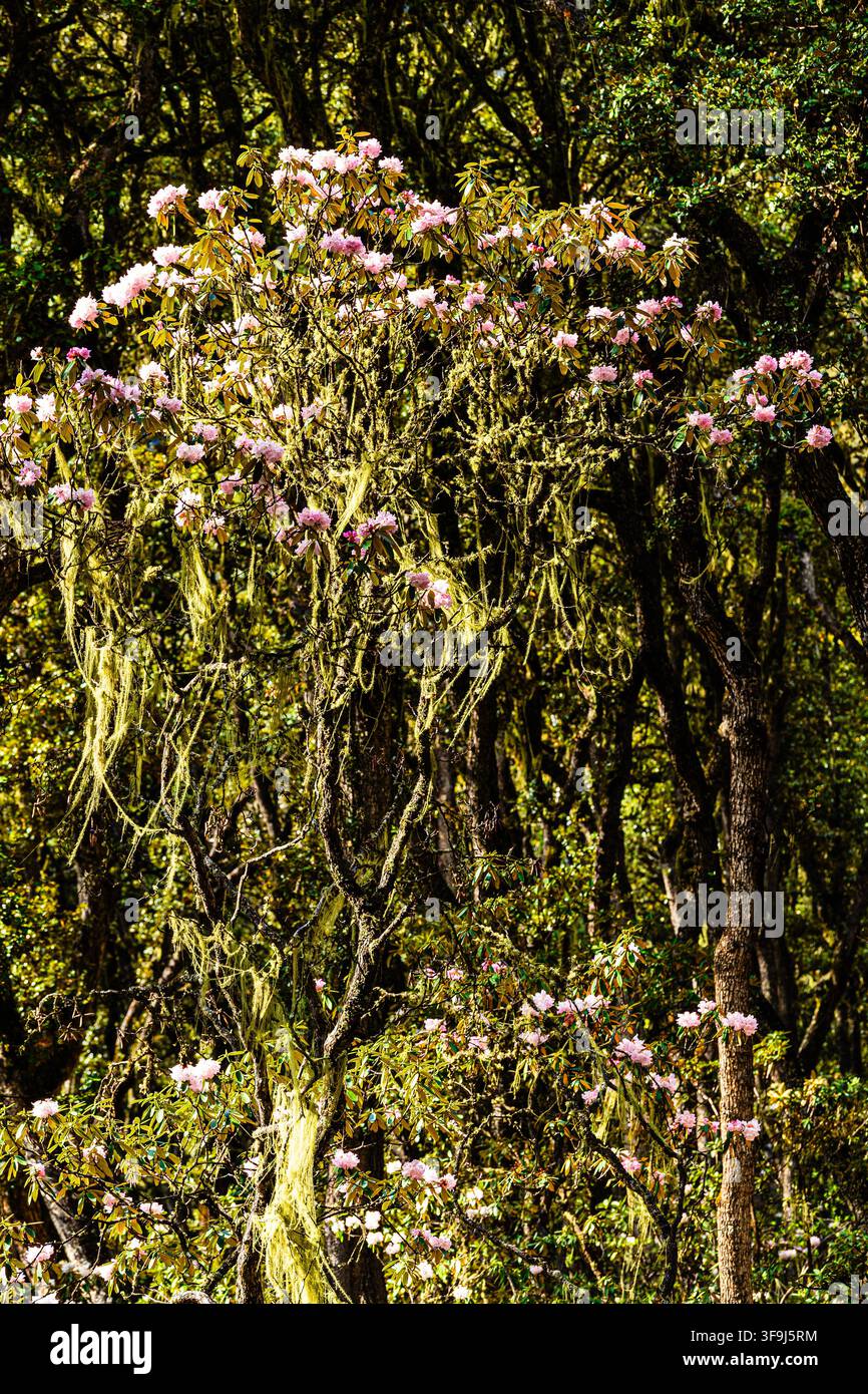 Frühlings-Rhododendron und Wildpfirsichblüten im östlichen Tibet, China Stockfoto
