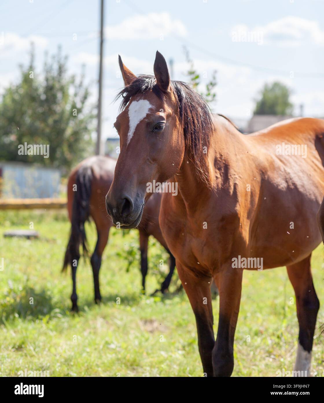 Braunes Pferd steht auf einer grünen Weide mit einem weiteren Pferd im Hintergrund unter einem klaren blauen Himmel Stockfoto