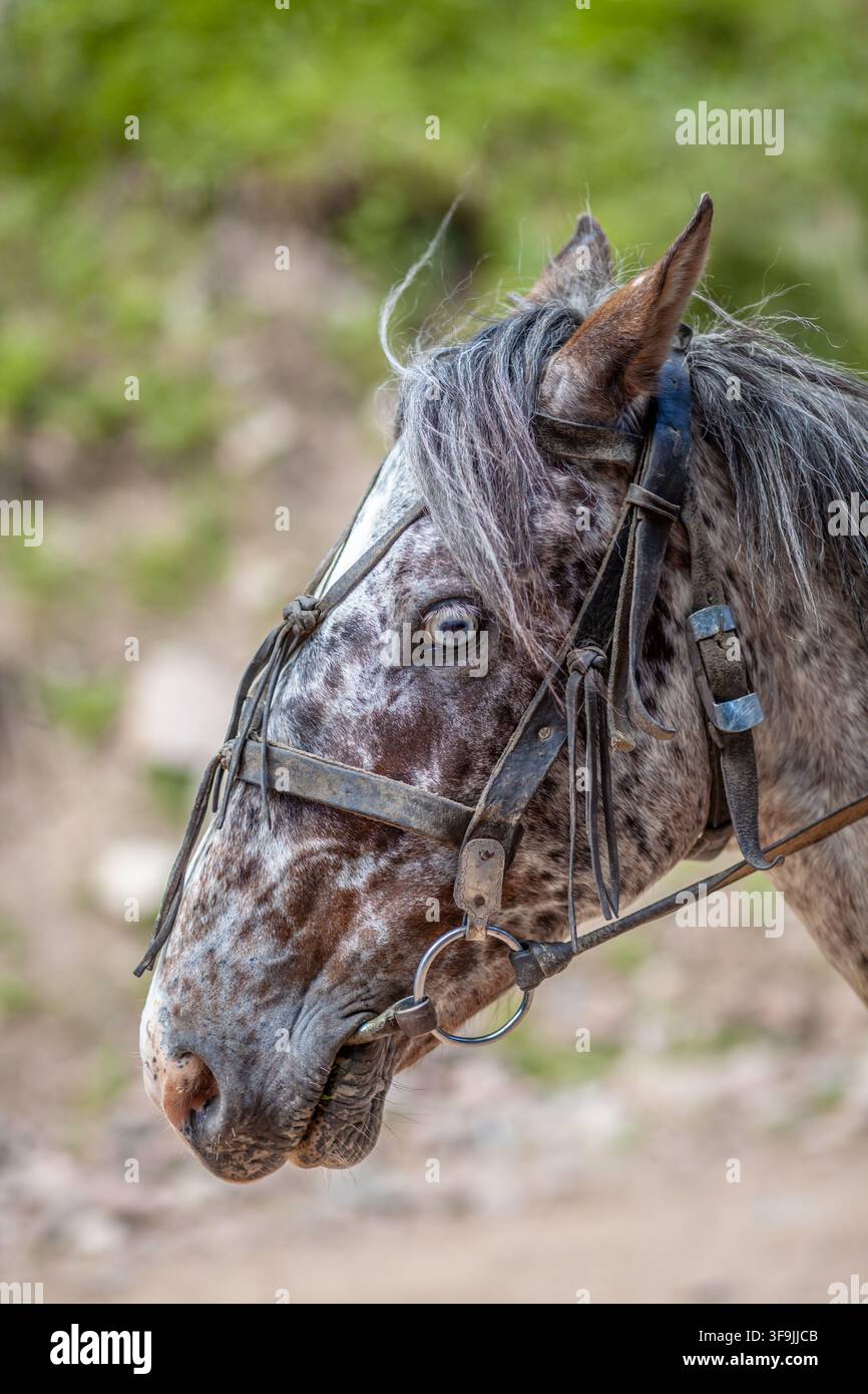 Nahaufnahme eines gescheckten grauen Pferdes mit Zaumzeug, das detaillierte Merkmale und einen natürlichen Hintergrund im Freien zeigt Stockfoto