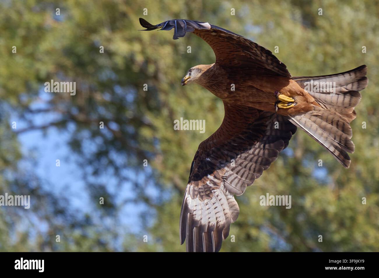 Steinkreisadler fliegt mit vollständig ausgebreiteten Flügeln Stockfoto