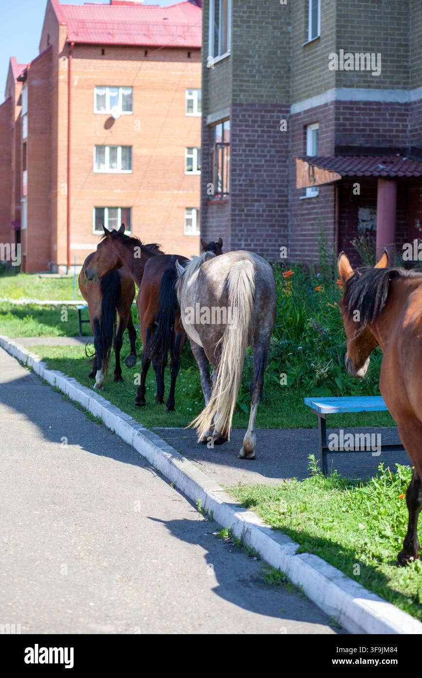 Gruppe von Pferden, die entlang eines Gehwegs in einem städtischen Gebiet mit Wohngebäuden und grünem Gras im Hintergrund gehen Stockfoto
