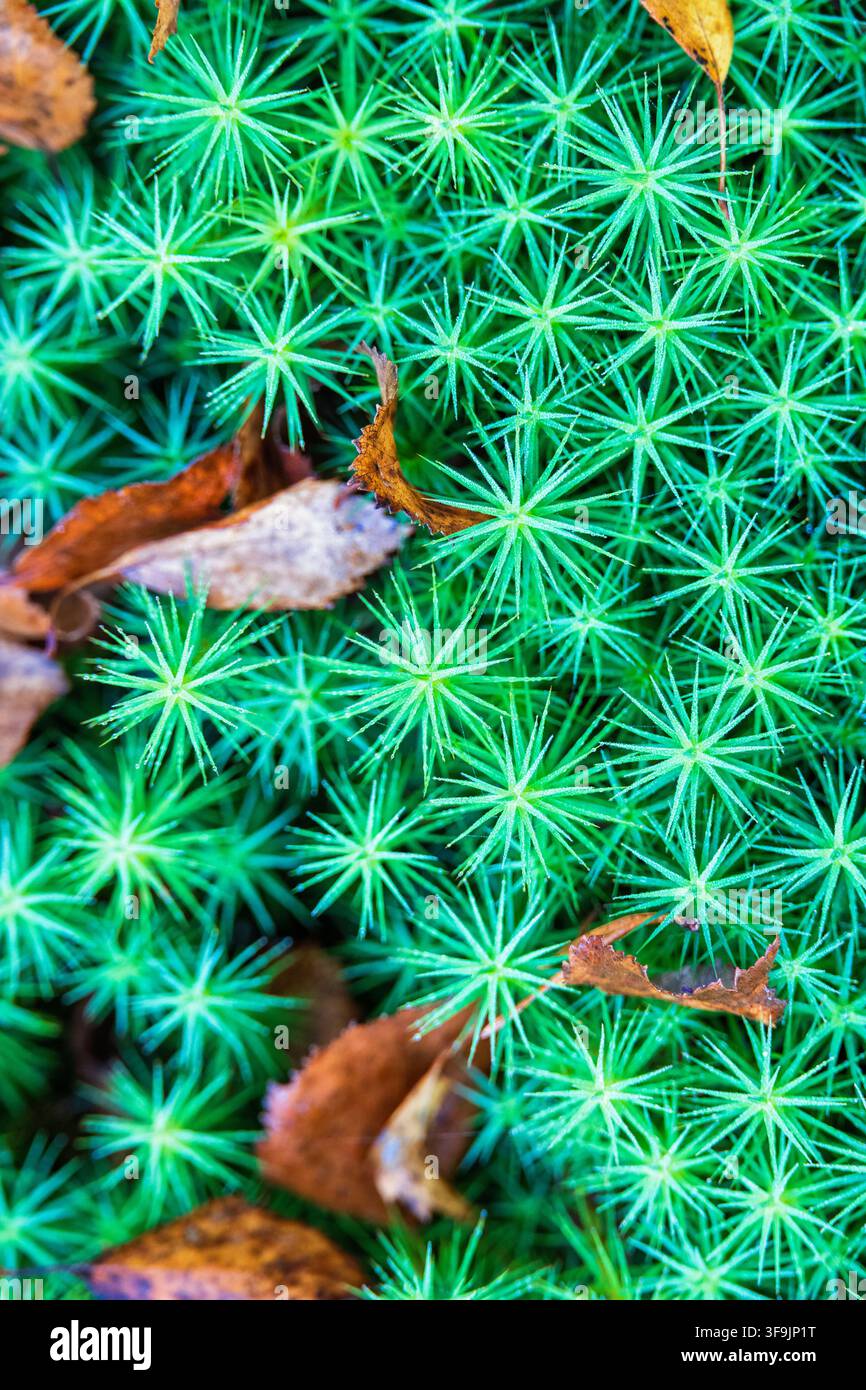 Sterngeförmiges Haubenmoos mit gefallenen Herbstblättern Stockfoto
