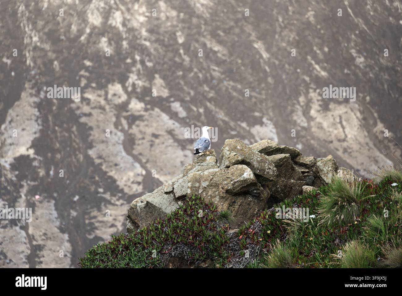 Möwenlarve auf einer Klippe des Capelinhos-Vulkans auf der Azoreninsel Faial, Azoren, Portugal Stockfoto