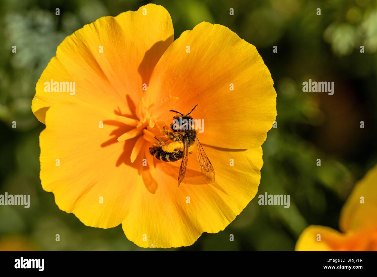 Wildbiene, die mit gelbem Pollen auf einer kalifornischen Mohnblume bedeckt ist Stockfoto