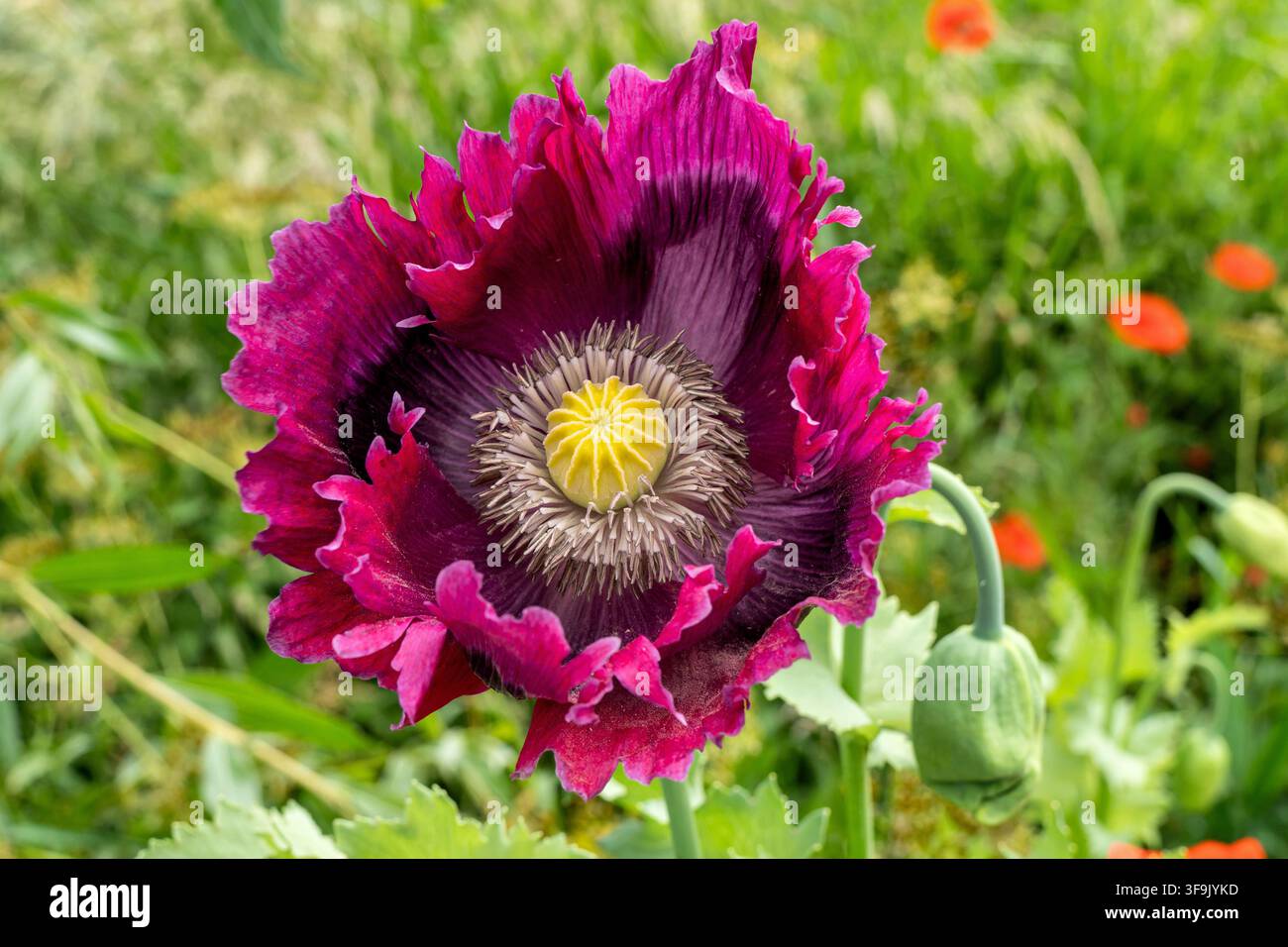 Mohnblume (Papaver somniferum) in voller Blüte Stockfoto