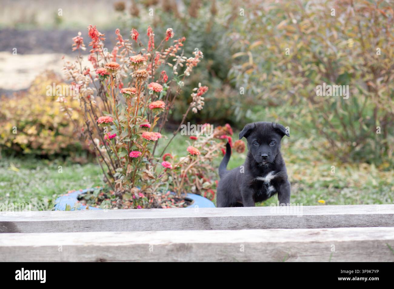 Schwarzer Welpe steht in der Nähe von bunten Blumen in einem Garten, mit Grünpflanzen und Holzzaun im Hintergrund sichtbar Stockfoto