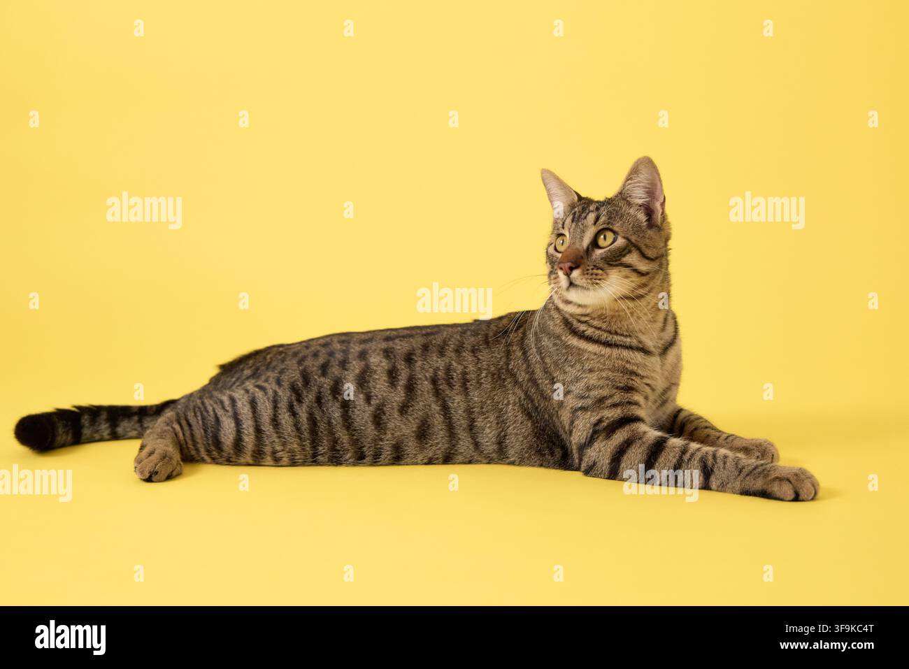Eine gestreifte Katze legt sich hin, während sie etwas über sich beobachtet. Ihr Kopf ist leicht nach oben geneigt und die Ohren sind aufmerksam. Stockfoto