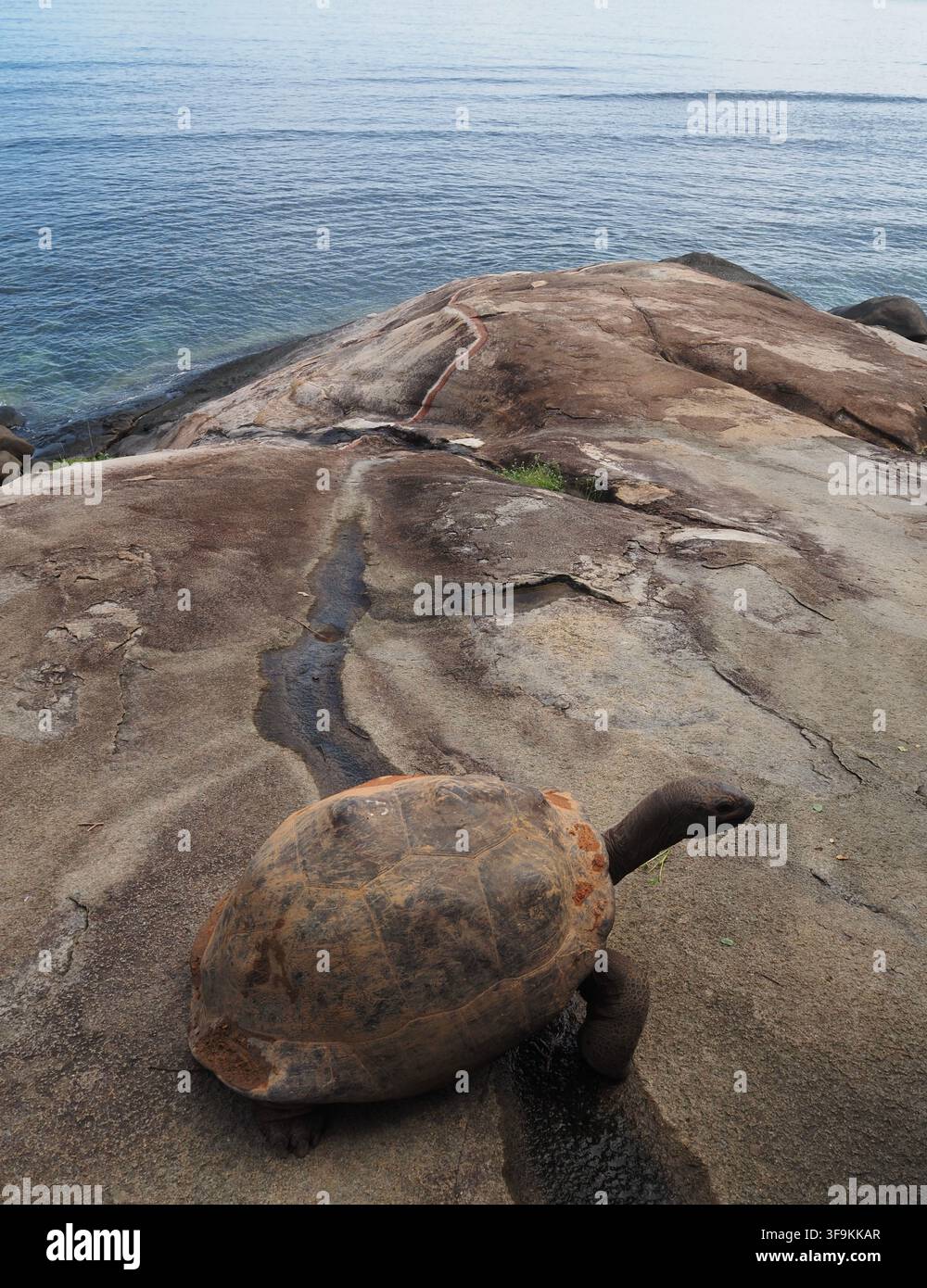 Nahaufnahme einer riesigen Aldabraschildkröte, die ihr massives Panzer und schuppige Beine auf den Seychellen zeigt Stockfoto