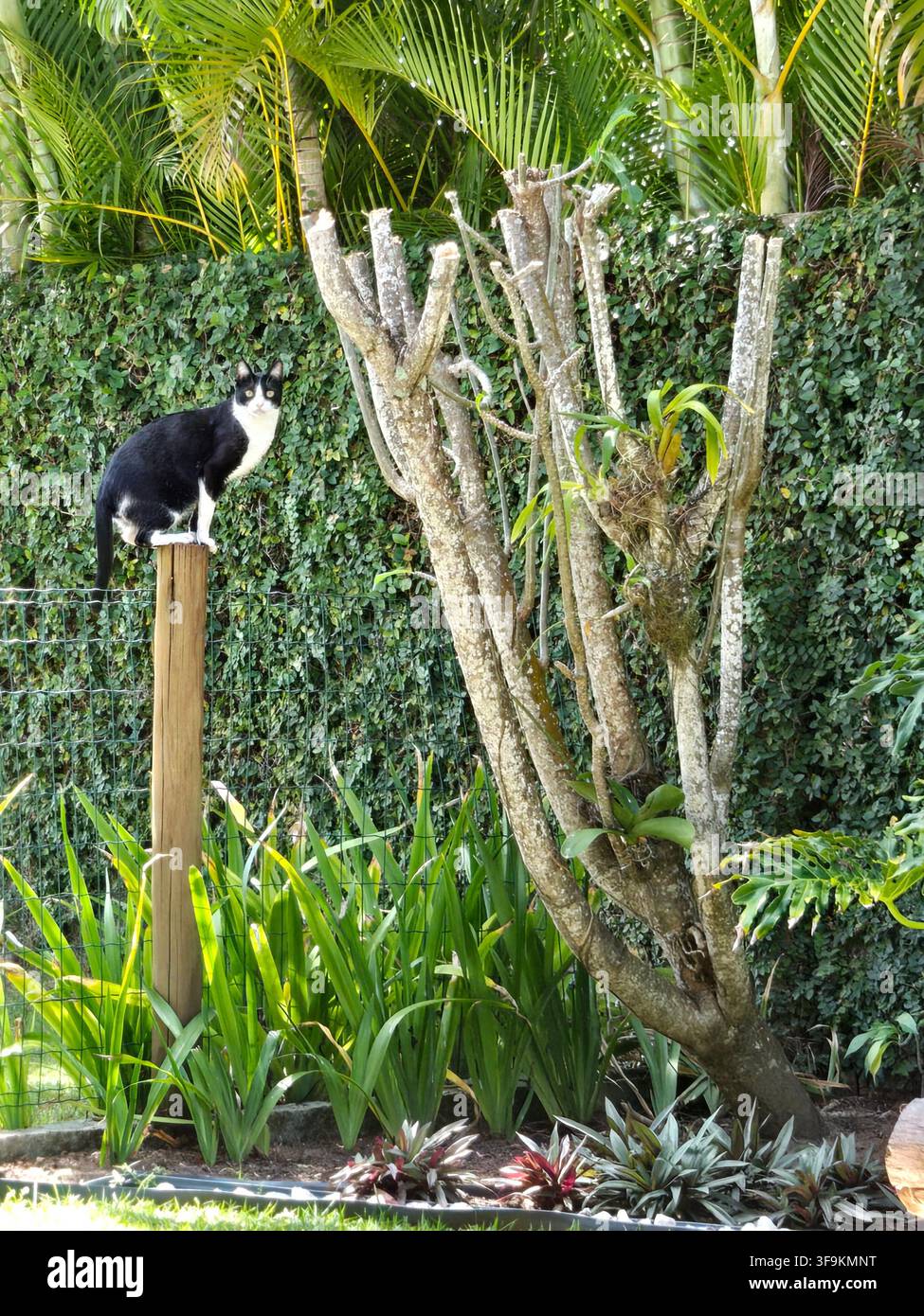 Zweifarbenkatze aufmerksam auf einem Holzpfosten in einem tropischen Garten. Stockfoto