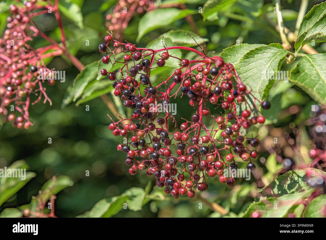 Nahaufnahme von reifenden Holunderbeeren mit roten Stielen und Beeren an einem Ast in Coesfeld, Deutschland Stockfoto