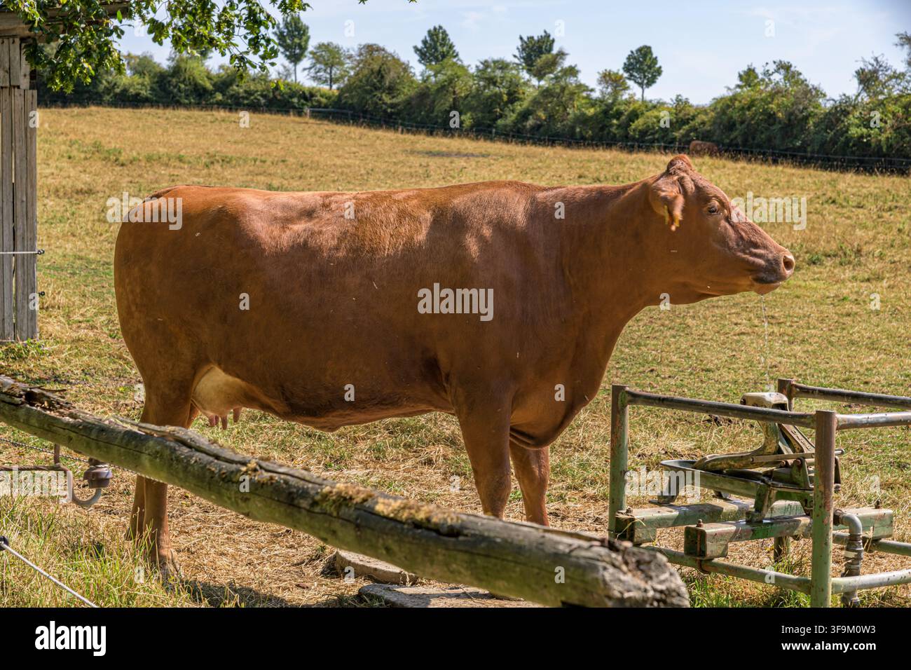 Braune Kuh steht neben einem Wassertrog auf einer trockenen Weide in Coesfeld, Deutschland Stockfoto