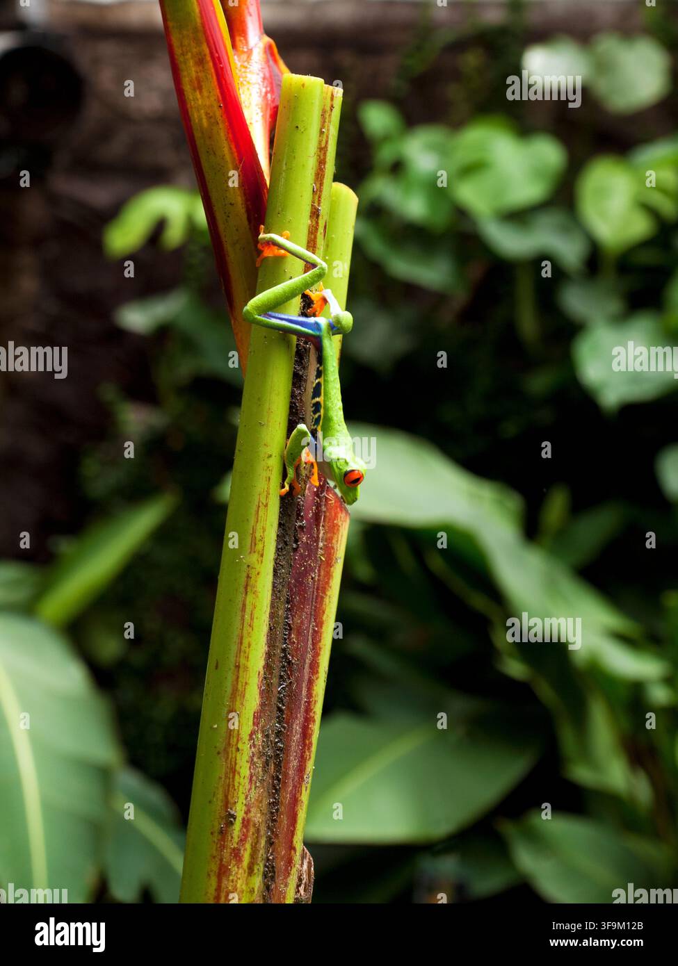 Rotaugbaumfrosch Agalychnis callidryas, der sich an einer tropischen Pflanze in Costa Rica festhält Stockfoto