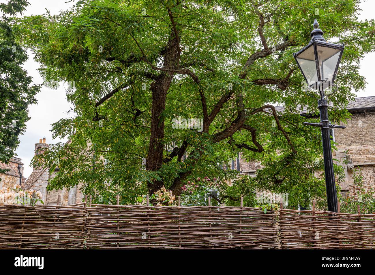 Weidenzaun, Baum und alte Laterne Stockfoto