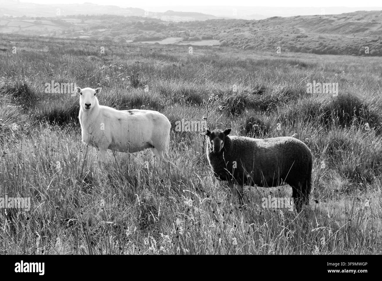 Ein Schwarz-Weiß-Bild von der Straßenseite eines weißen Schafs und eines schwarzen Schafs, die im Gras in den Bergen im Gebiet Glanamman in Wales stehen Stockfoto