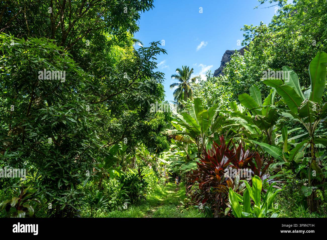 Ein üppiger tropischer Pfad, gesäumt von Bananenbäumen, führt durch die dichte Vegetation des Hakaui-Tals, Nuku Hiva, Marquesas-Inseln, Französisch-Polynesien, am t Stockfoto