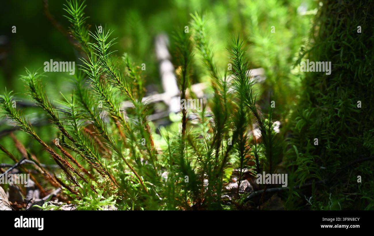 Gewöhnliches Haarkissenmoos (Polytrichum commune) in schottischem Hochlandwald Stockfoto
