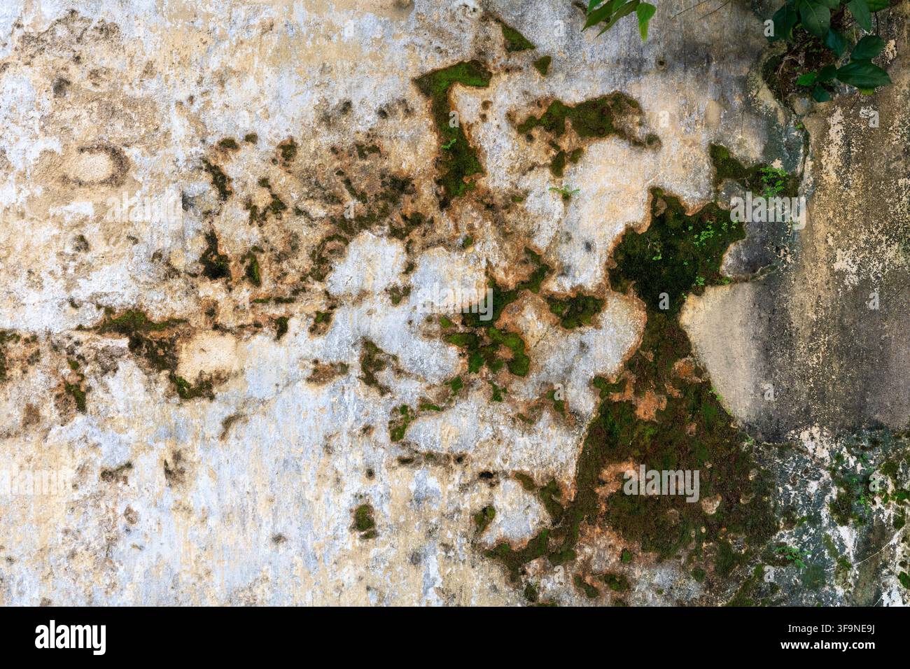 Nahaufnahme einer gealterten Betonwand, bedeckt mit Flecken aus grünem Moos, Schimmel und rostfarbenen Flecken, mit kleinen Blättern in der oberen rechten Ecke. Stockfoto