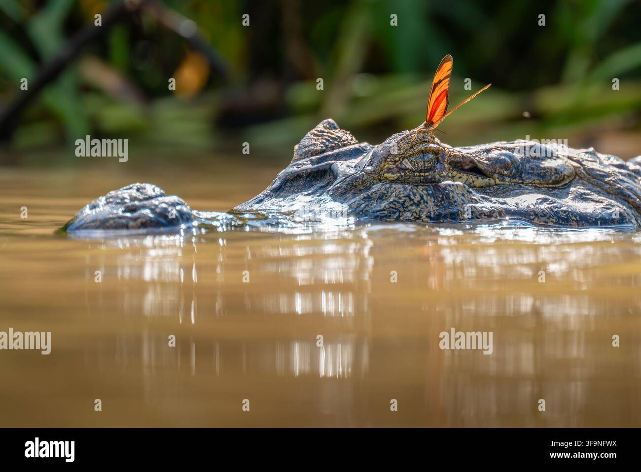 Einzigartiger Moment eines orangefarbenen Schmetterlings, der auf dem Kopf eines wilden Kaiman sitzt, der auf der Wasseroberfläche ruht. Stockfoto