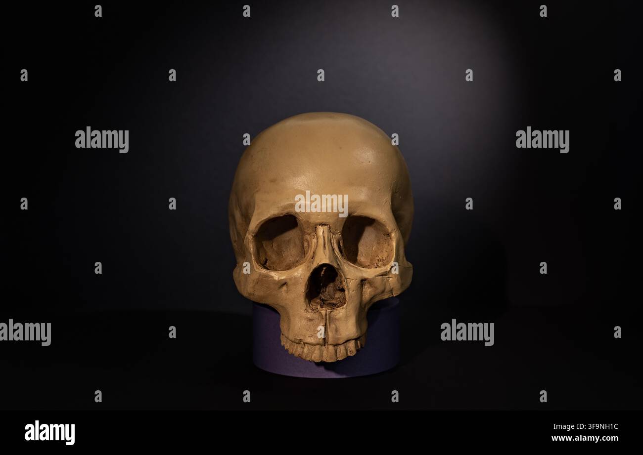 Isolierter menschlicher Schädel auf violettem Podest vor schwarzem Hintergrund für minimales Halloween-Horrorposter oder gotische Darstellung Stockfoto