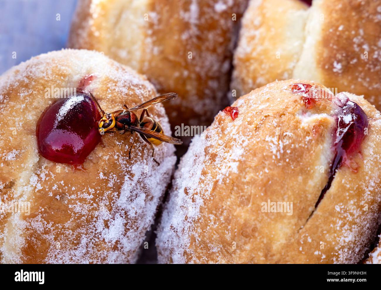 Ameise, die von einem hausgemachten Marmeladendonut mit Zuckerstaub frisst Stockfoto