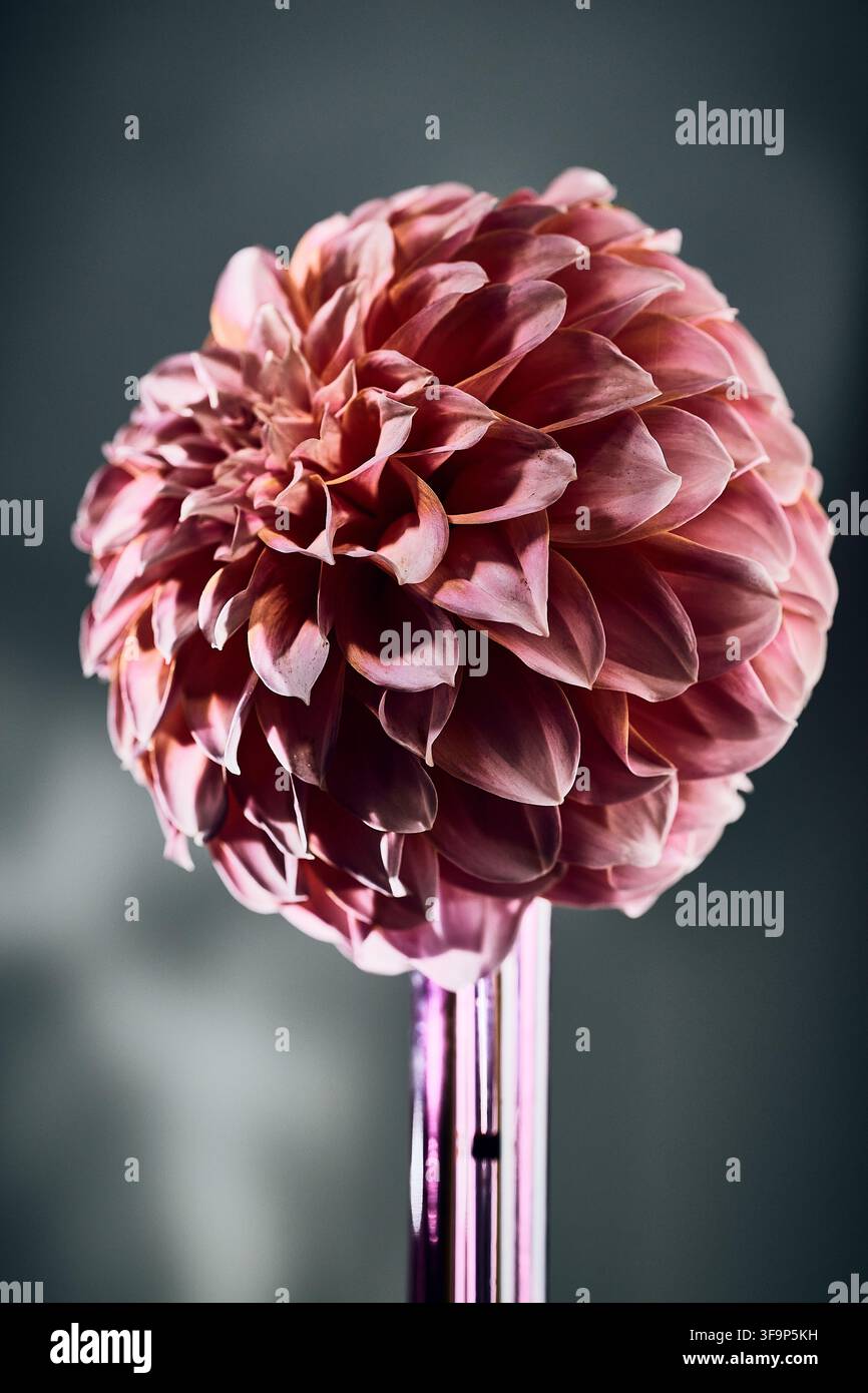 Dahlia Stockfoto