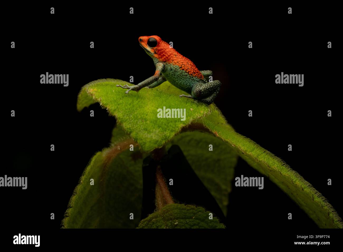 Der Granulargiftfrosch ist ein wunderschöner Amphibie (Oophaga granulifera), den man mit Vorsicht behandeln sollte Stockfoto