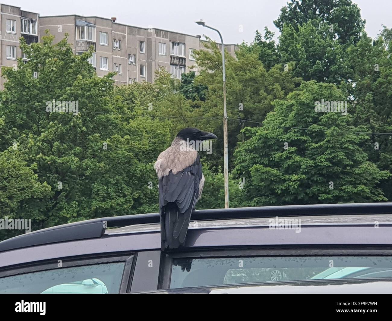 Eine Rabenkrähe (Corvus cornix) sitzt auf dem Dachreling eines dunkel gefärbten Autos. Der Vogel zeigt sein charakteristisches zweifarbiges Gefieder mit einem Schwarz Stockfoto