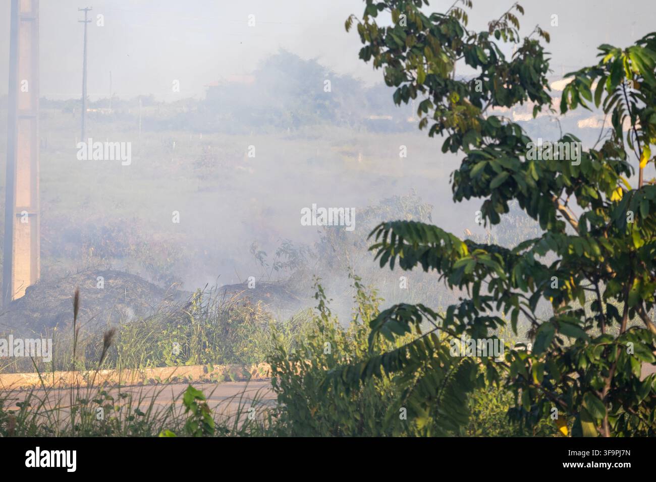 Dichter Waldbrandrauch mit grüner Vegetation im Vordergrund im Amazonas-Regenwald Stockfoto