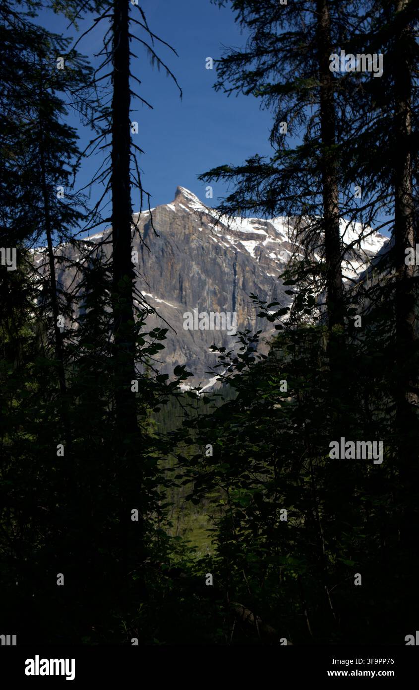 Eingefasst vom Wald: Ein beeindruckender Blick auf einen schneebedeckten Berggipfel, der über beschatteten alpinen Kiefern aufragt Stockfoto