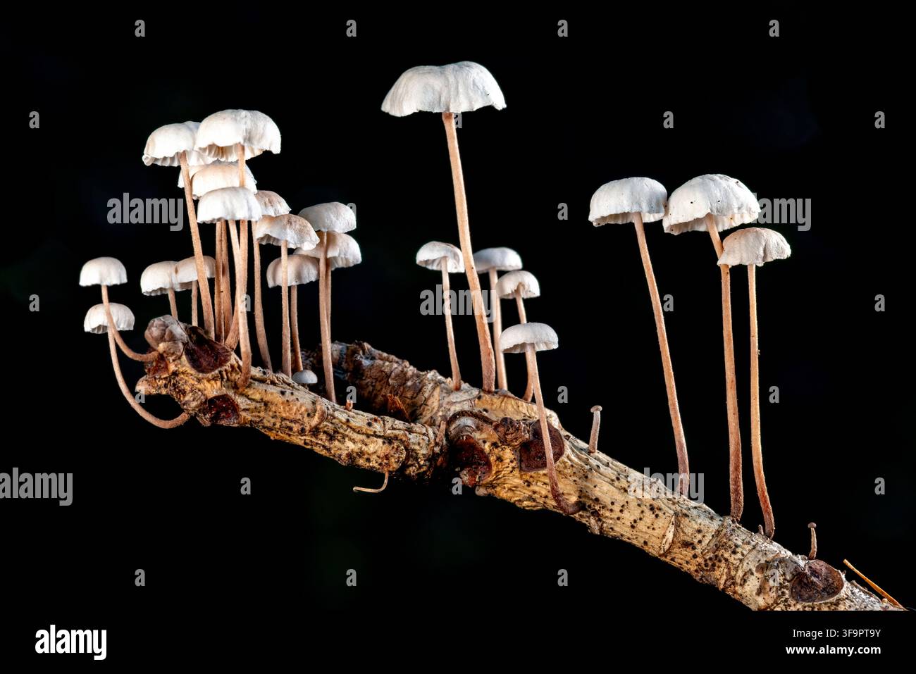 Geknöpfe Fallschirmschirme (Marasmius rotula) wachsen auf einem verrottenden Zweig - nahe Pisgah National Forest, Brevard, North Carolina, USA Stockfoto