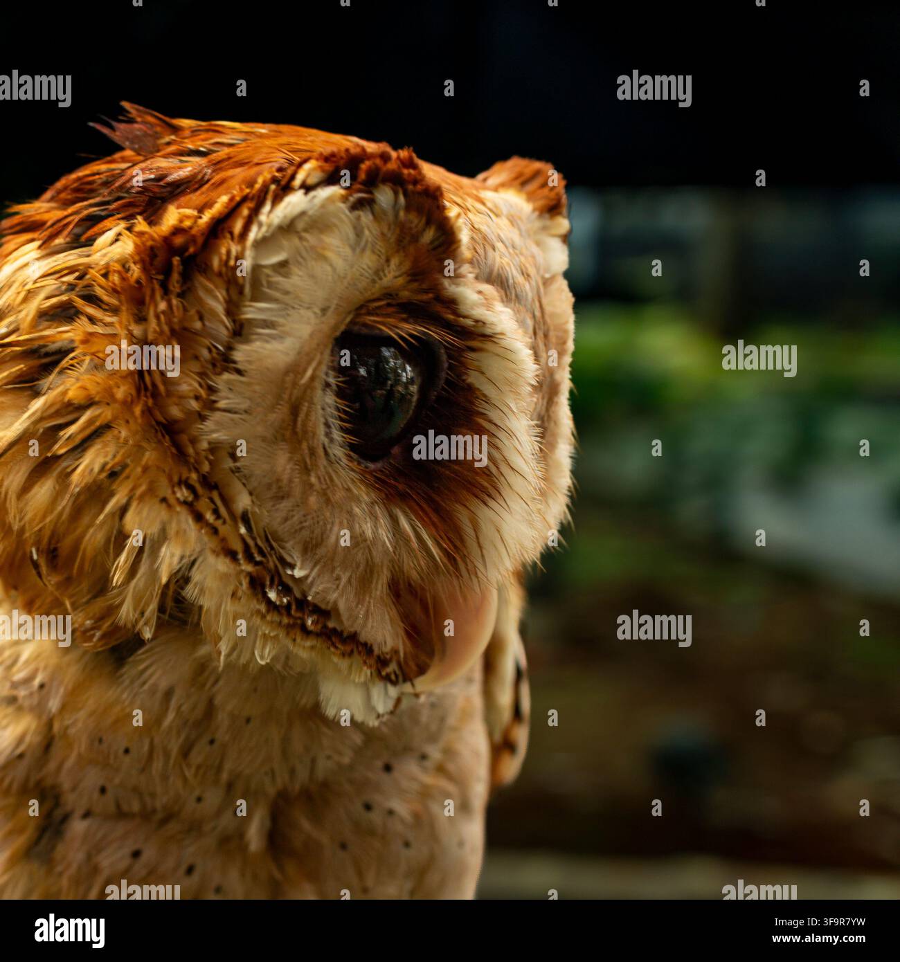 Nahaufnahme-Porträt einer Eule mit detaillierten Federn und einem markanten dunklen Auge, fotografiert in einer natürlichen Außenumgebung. Stockfoto