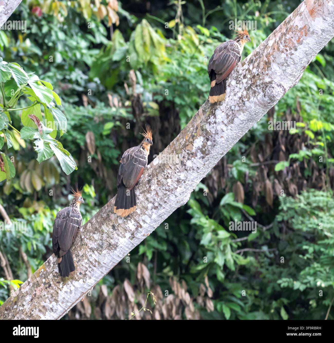 Hoatzine (Opisthocomus hoazin) sitzen auf einem Ast im tropischen Regenwald des Manu-Nationalparks, Peru. Stockfoto