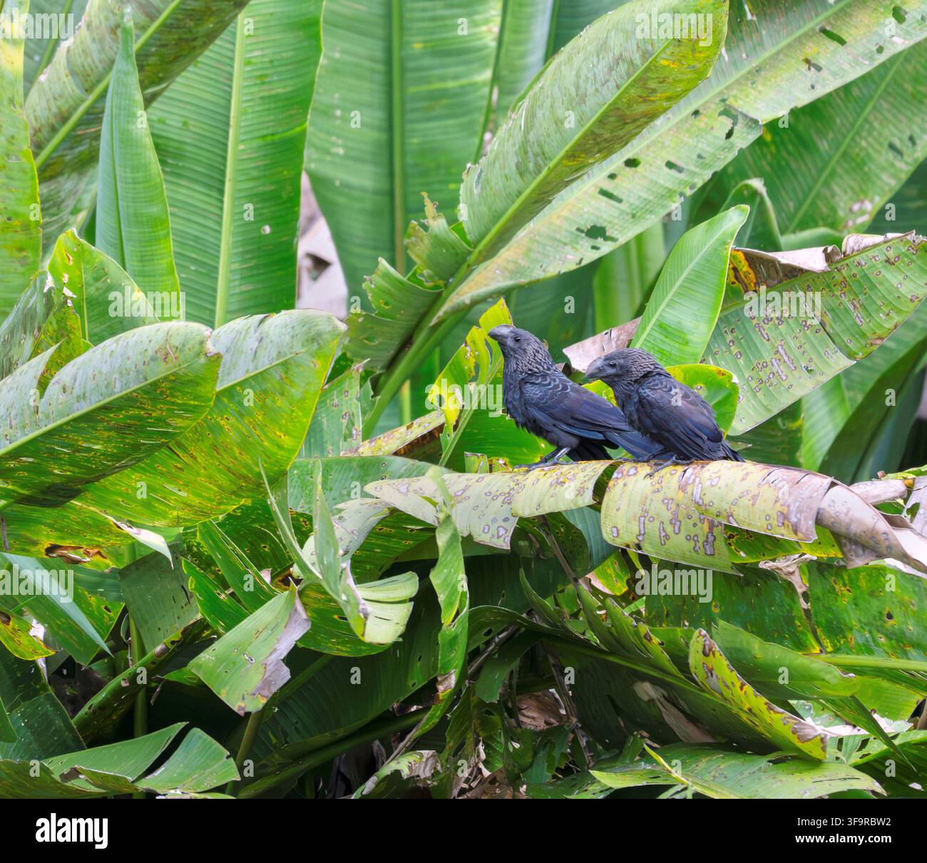 Paar Grobkehl-Anas (Crotophaga sulcirostris) auf einem tropischen Pant-Blatt über Wasser in der Amazon-Selwa, Peru Stockfoto