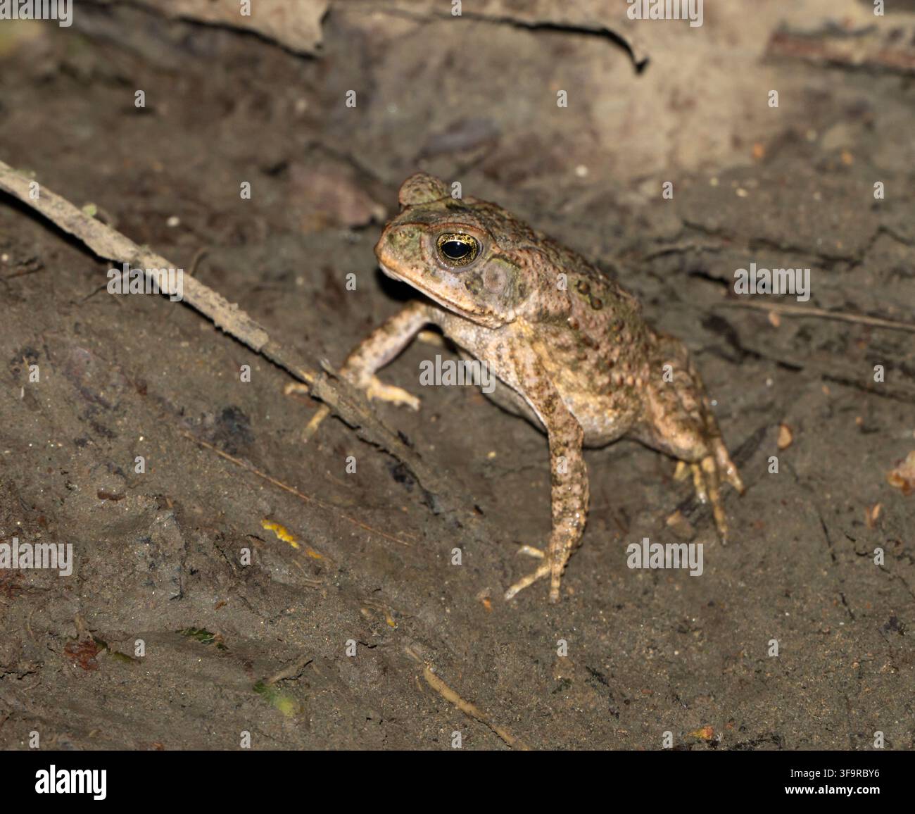Krötenfrosch (Rhinella marina), heimisch im peruanischen Amazonas, Manu-Nationalpark, Peru Stockfoto
