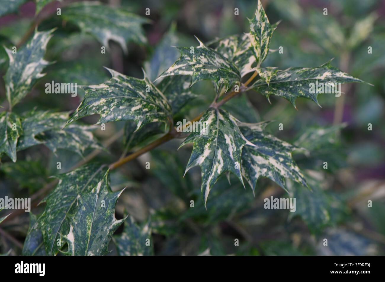 Nahaufnahme der verschiedenen Blätter von Osmanthus heterophyllus „Goshiki“, einem immergrünen Zierstrauch, der in Gärten und Landschaftsgärten weit verbreitet ist. Erfasst die Stockfoto